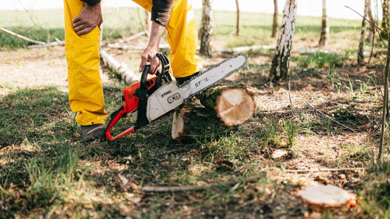 Best Professional Tree Care  in Grant City, MO